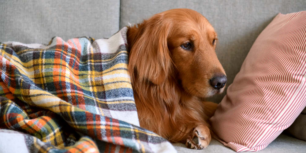 St. Michaels Companion Animal Hospital | Greeley Vet Clinic