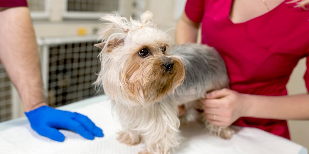 St. Michaels Companion Animal Hospital | Greeley Speciality & Emergency Vet